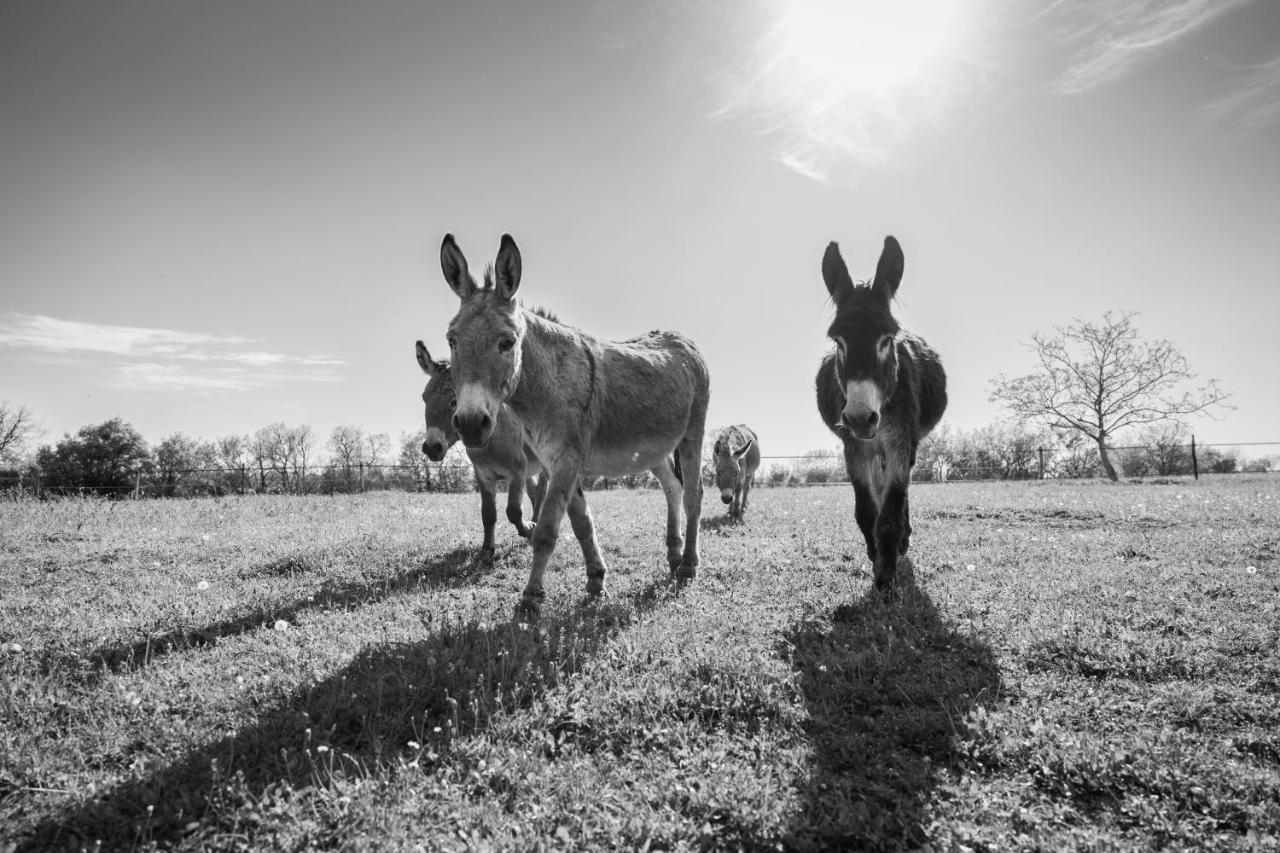 ホテル Domaine De Roujol Brassac  エクステリア 写真